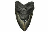 Fossil Megalodon Tooth - North Carolina #358906-1